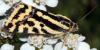 Acontia trabealis